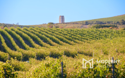 Na predaj jedinečné Tokajské vinice v najvýznamnejšej vinohradníckej oblasti