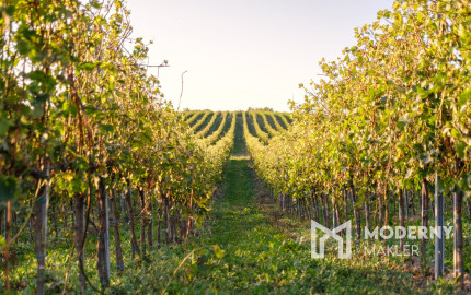 Na predaj jedinečné Tokajské vinice v najvýznamnejšej vinohradníckej oblasti
