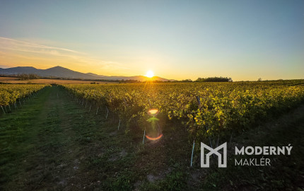 Na predaj jedinečné Tokajské vinice v najvýznamnejšej vinohradníckej oblasti