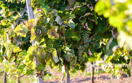 Na predaj jedinečné Tokajské vinice v najvýznamnejšej vinohradníckej oblasti