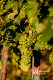 Na predaj jedinečné Tokajské vinice v najvýznamnejšej vinohradníckej oblasti