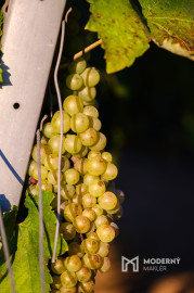 Na predaj jedinečné Tokajské vinice v najvýznamnejšej vinohradníckej oblasti