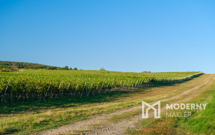 Na predaj jedinečné Tokajské vinice v najvýznamnejšej vinohradníckej oblasti
