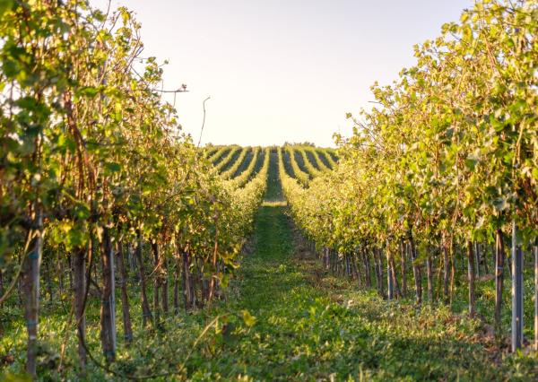 Na predaj jedinečné Tokajské vinice v najvýznamnejšej vinohradníckej oblasti