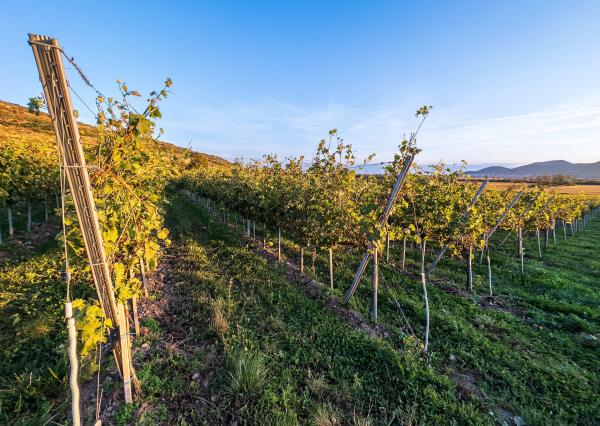 Na predaj jedinečné Tokajské vinice v najvýznamnejšej vinohradníckej oblasti