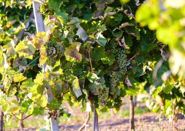 Na predaj jedinečné Tokajské vinice v najvýznamnejšej vinohradníckej oblasti