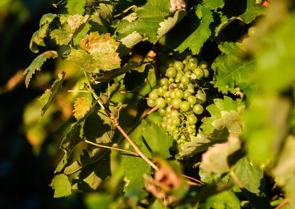 Na predaj jedinečné Tokajské vinice v najvýznamnejšej vinohradníckej oblasti