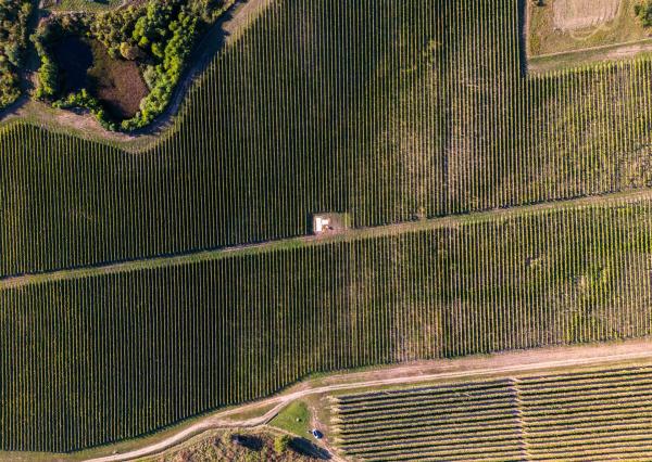 Na predaj jedinečné Tokajské vinice v najvýznamnejšej vinohradníckej oblasti