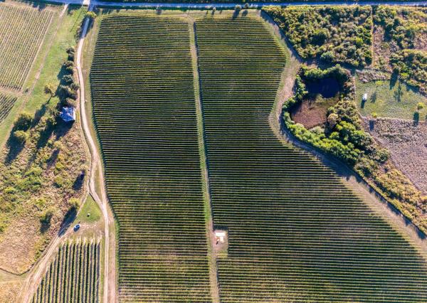Na predaj jedinečné Tokajské vinice v najvýznamnejšej vinohradníckej oblasti