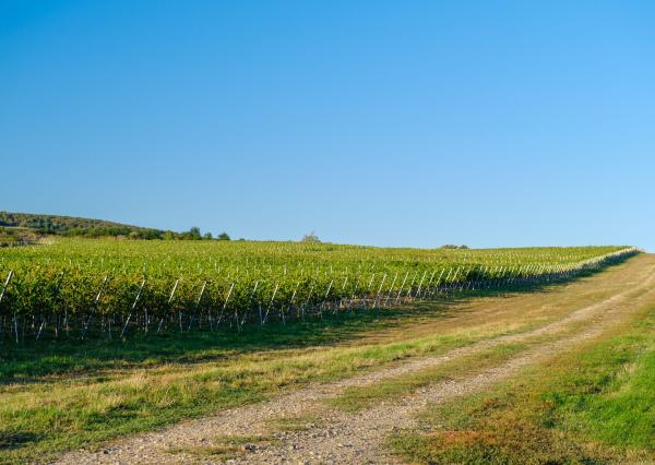 Na predaj jedinečné Tokajské vinice v najvýznamnejšej vinohradníckej oblasti